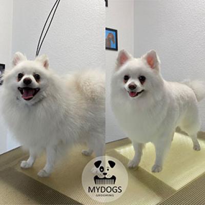 Hundefotos Mydogs Grooming Pulheim Koeln 6