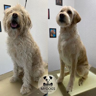 Hundefotos Mydogs Grooming Pulheim Koeln 9